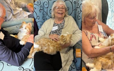 Introducing Jess, our Day Centre cat